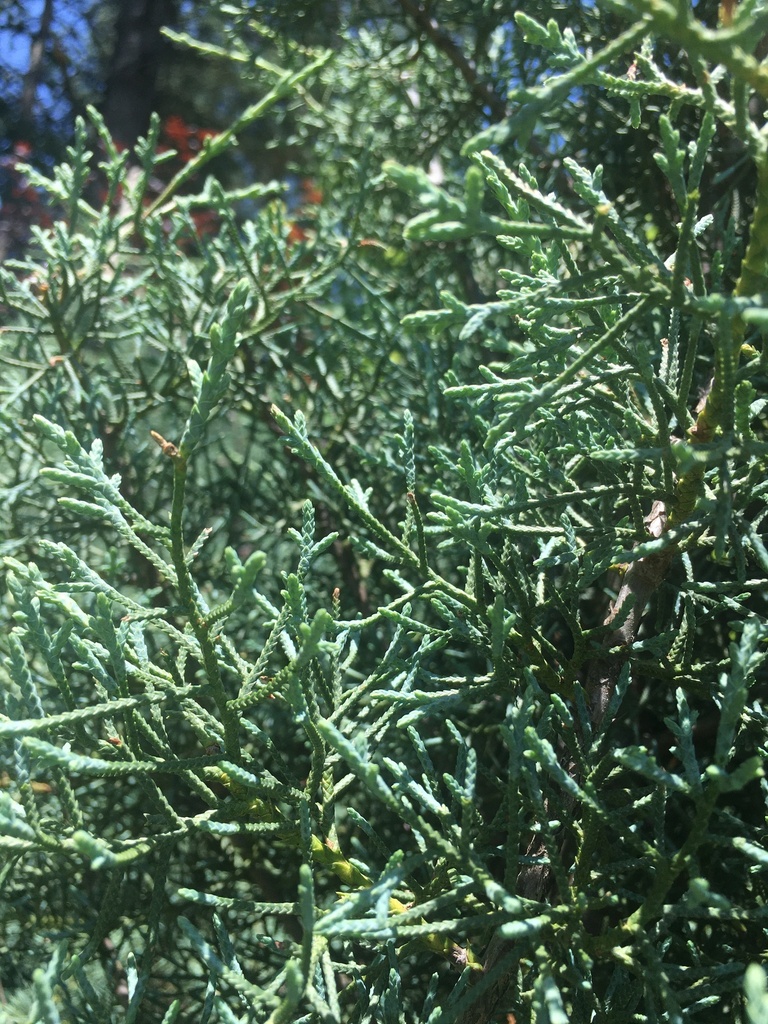 [carolina-sapphire-arizona-cypress-3g-container] Carolina Sapphire Arizona Cypress (3 gallon container)