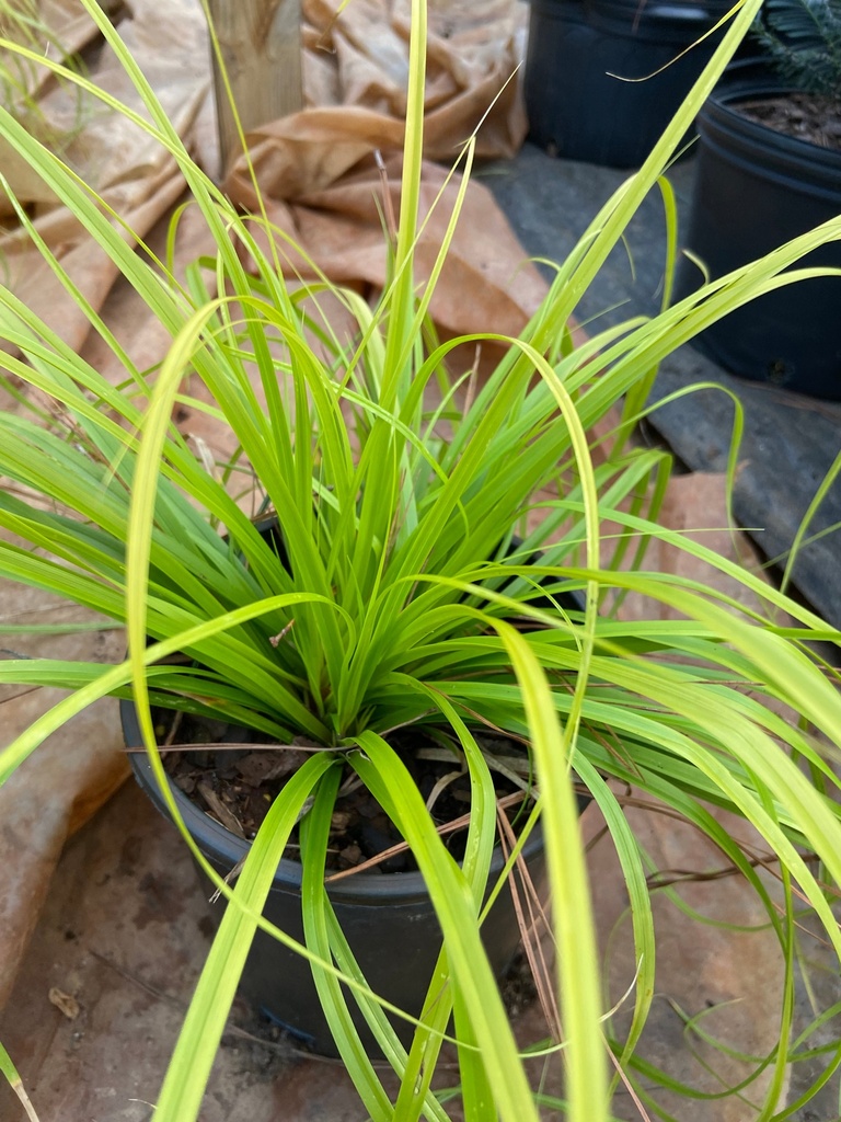 [evercolor-everlime-carex-sedge-1g-container] Evercolor 'Everlime' Carex Sedge - Evergreen Ornamental Grass (1 gallon container)