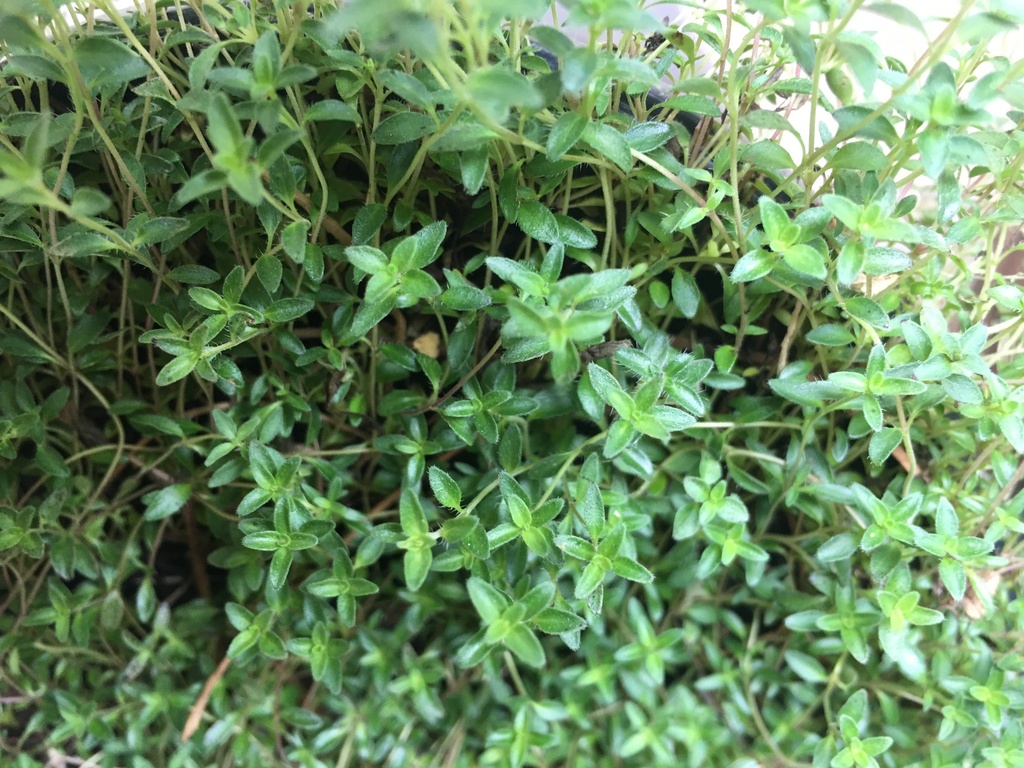 [creeping-thyme-1g-container-sold-out] Creeping Thyme – Red Creeping Thyme Ground Cover (1 gallon container)