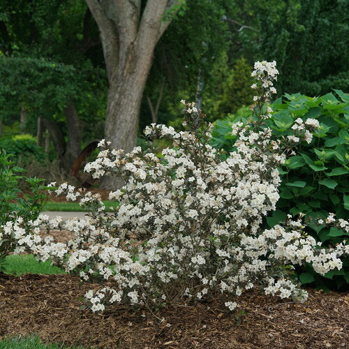 Wine and Spirits Weigela