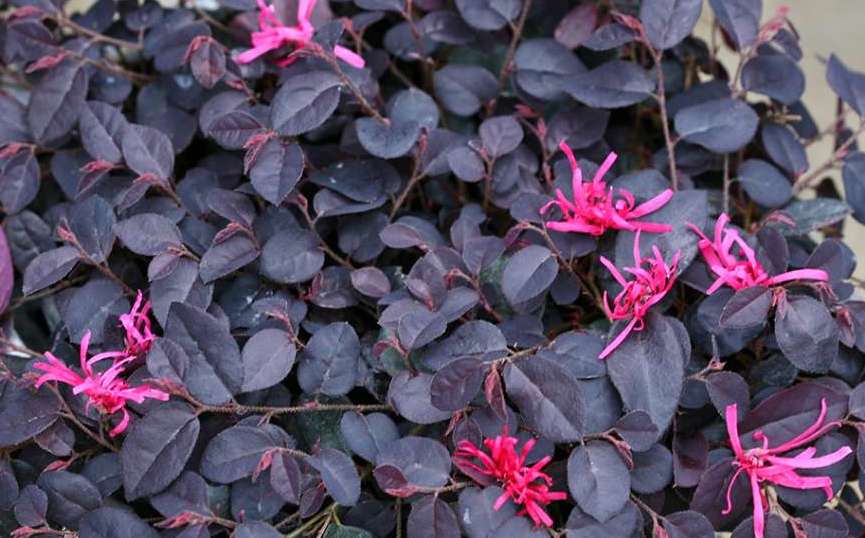 Jazz Hands Mini Loropetalum – Dwarf Evergreen Fringe Flower