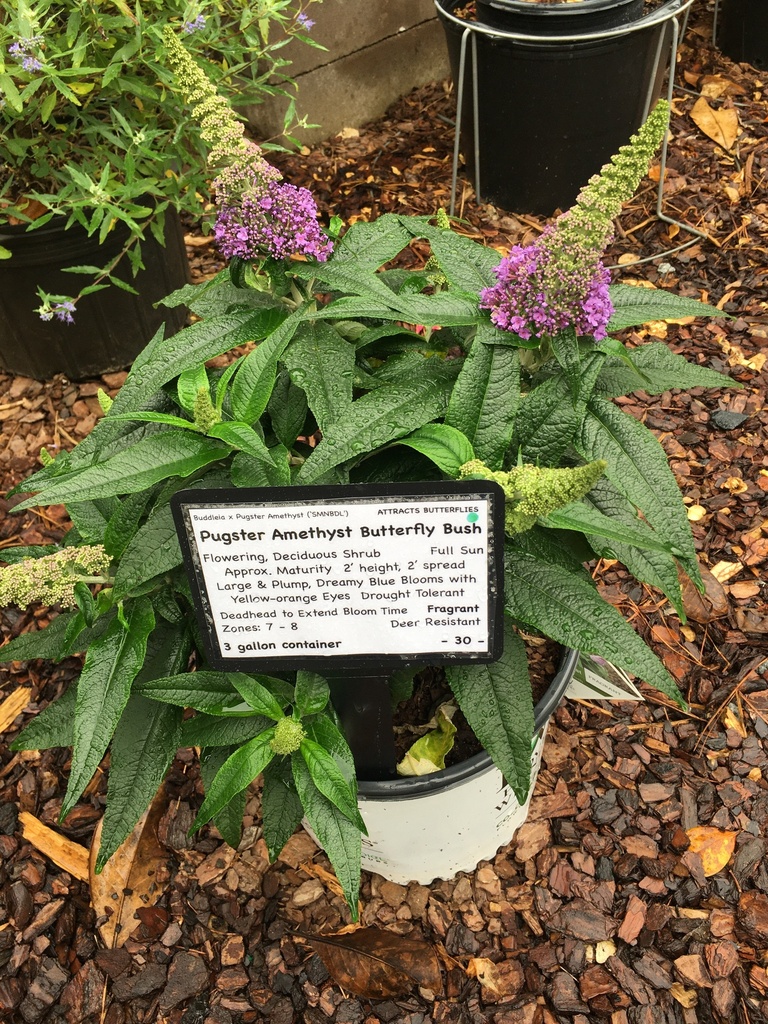 [pugster-amethyst-butterfly-bush-3g-container] Pugster Amethyst Butterfly Bush - Compact Dwarf Buddleia