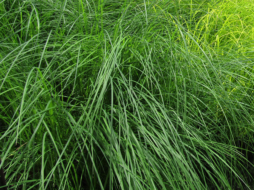Tussock Sedge (Carex stricta) - Native Wetland Grass