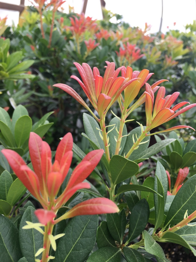 Mountain Snow Pieris | Heat Tolerant Evergreen Shrub