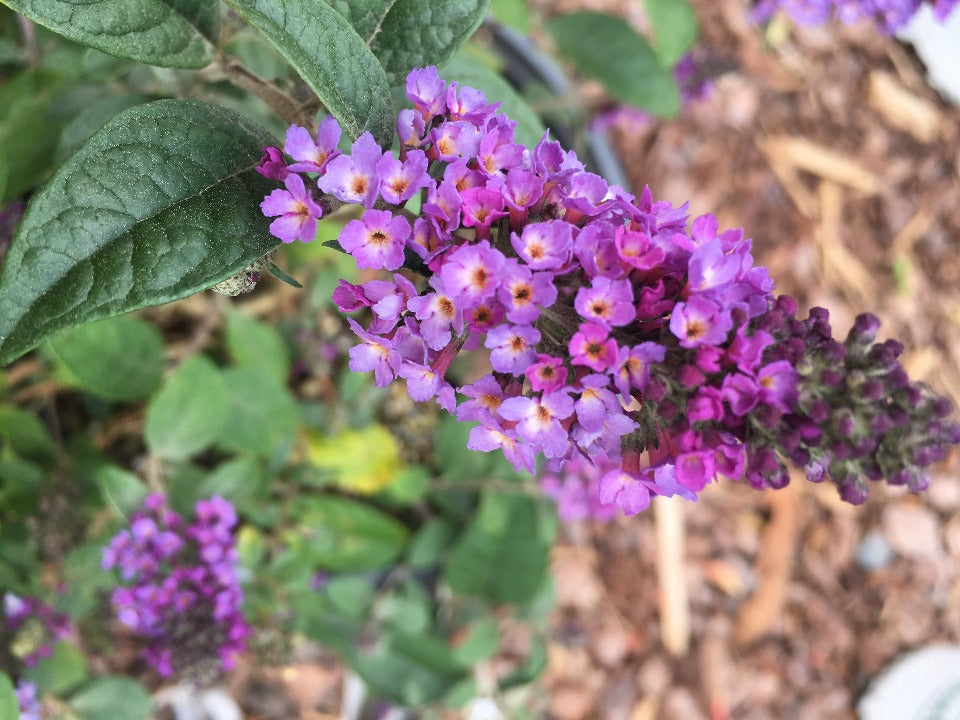 [butterfly-blue-chip-junior-2-gallon] Blue Chip Jr. Dwarf Butterfly Bush (2 gallon container)