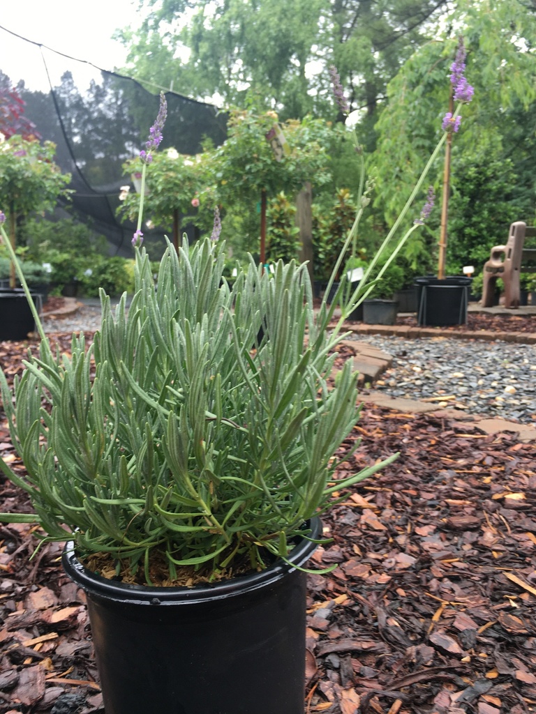 Phenomenal Lavender | Lavandula x intermedia