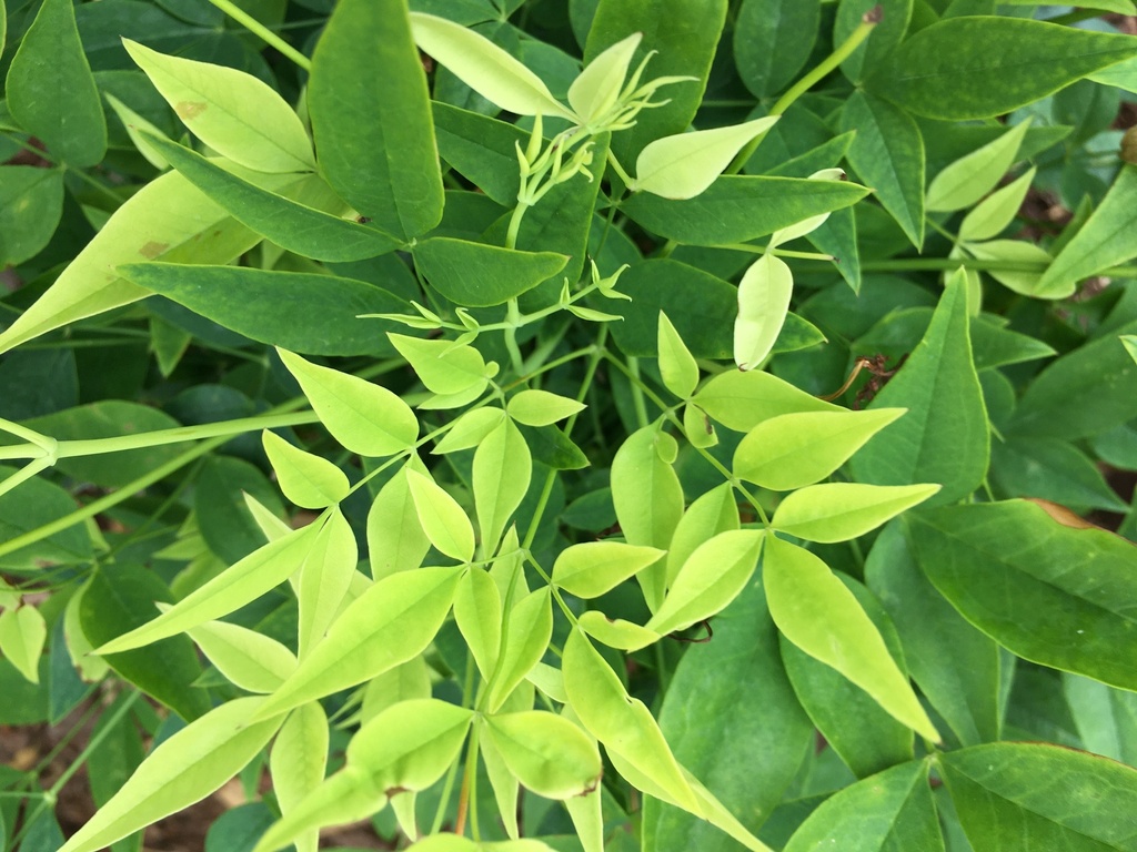 [lemon-lime-nandina-2g-container-sold-out] Lemon Lime Nandina - Nandina domestica 'Lemon-Lime' (2 gallon container)