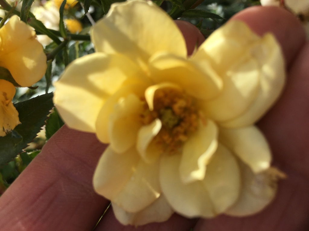 [lemon-drift-rose-3g-container-sold-out] Lemon Drift Rose | Yellow Groundcover Rose