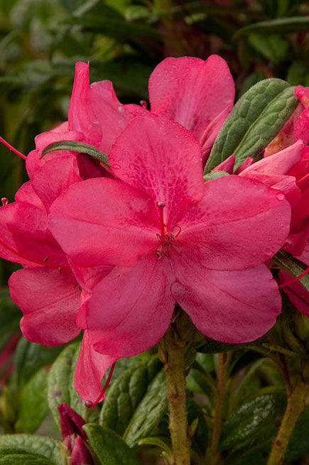 Autumn Jewel Encore Azalea - Reblooming Pink Evergreen Shrub