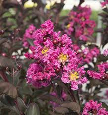 [delta-fusion-tm-crape-myrtle-3g-container] Delta Fusion™ Crape Myrtle - Dark Pink Blooms, Burgundy Foliage (3 gallon container)