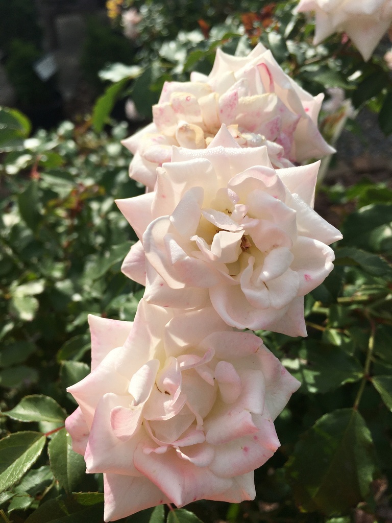 White Drift Rose | Double White Blooms Spring to Frost