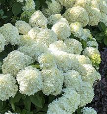 [white-wedding-paniculate-hydrangea-3g-container-not-for-sale-yet] White Wedding Hydrangea (Hydrangea paniculata)