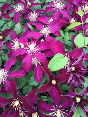 [clematis-niobe-2g-container-staked] Clematis 'Niobe' - Dark Ruby Red Flowering Vine