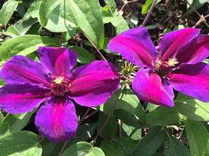 [clematis-mrs-n-thompson-2g-container] Clematis 'Mrs. N. Thompson' - Bicolor Purple & Red Vine