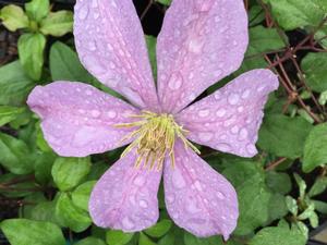 [clematis-comtesse-de-bouchard-2g-container] Clematis 'Comtesse de Bouchard' - Rose-Pink Flowering Vine (2 gallon container)