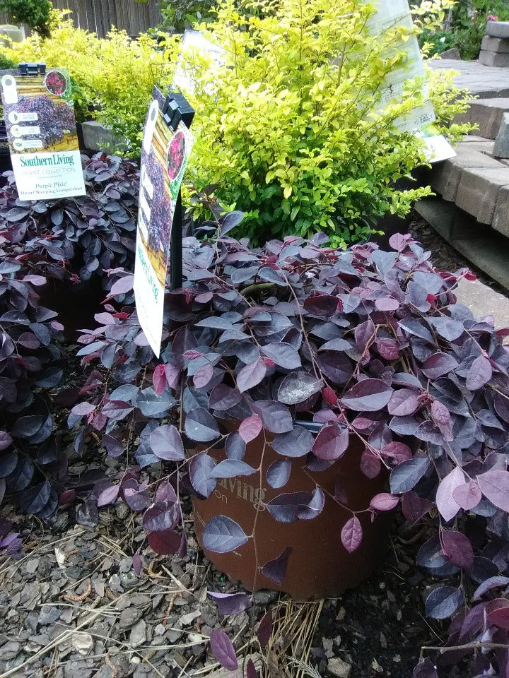 Purple Pixie Loropetalum - Dwarf Weeping Groundcover Shrub (1 gallon container)