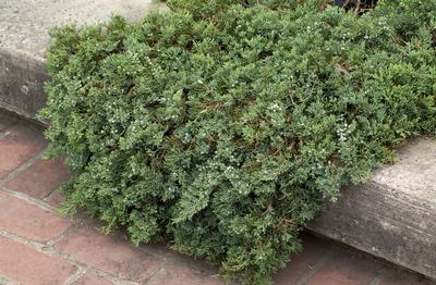 Blue Rug Juniper (Juniperus horizontalis 'Wiltonii') (1 gallon container)