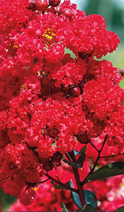 Ruffled Red Magic Crape Myrtle