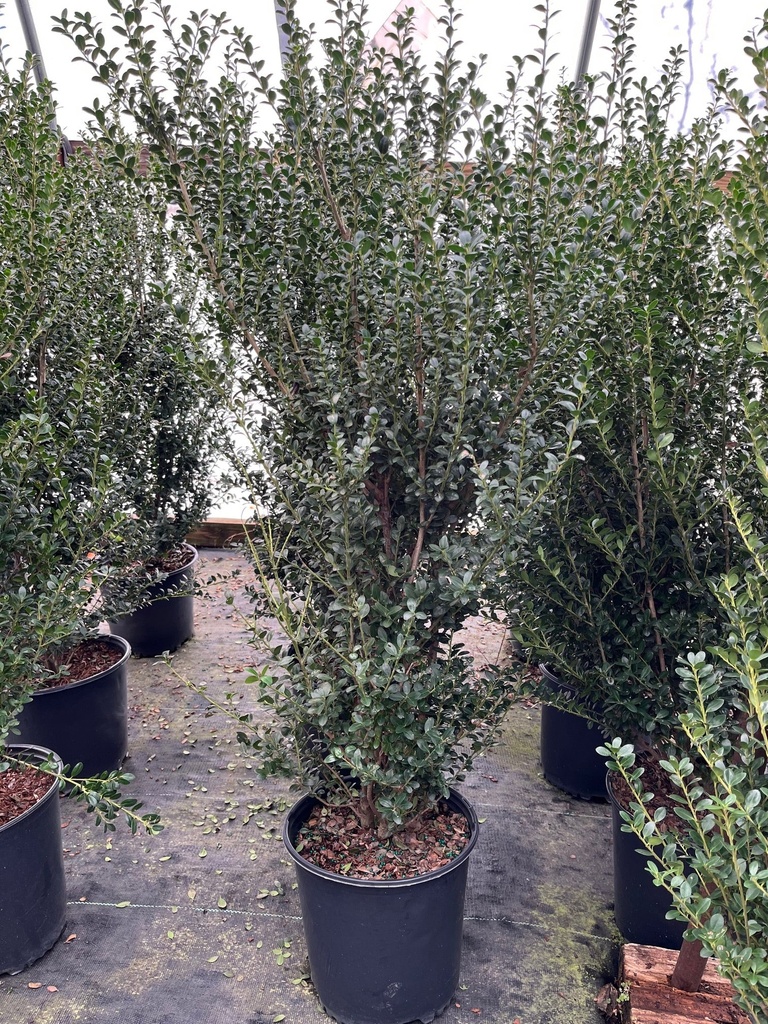 [nigra-inkberry-holly-3g-container] Nigra Inkberry Holly (Ilex glabra 'Nigra') (3 gallon container)