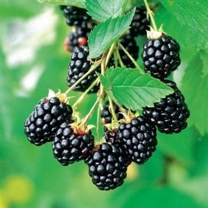[arapaho-thornless-blackberry-1-3g-container] Arapaho Thornless Blackberry