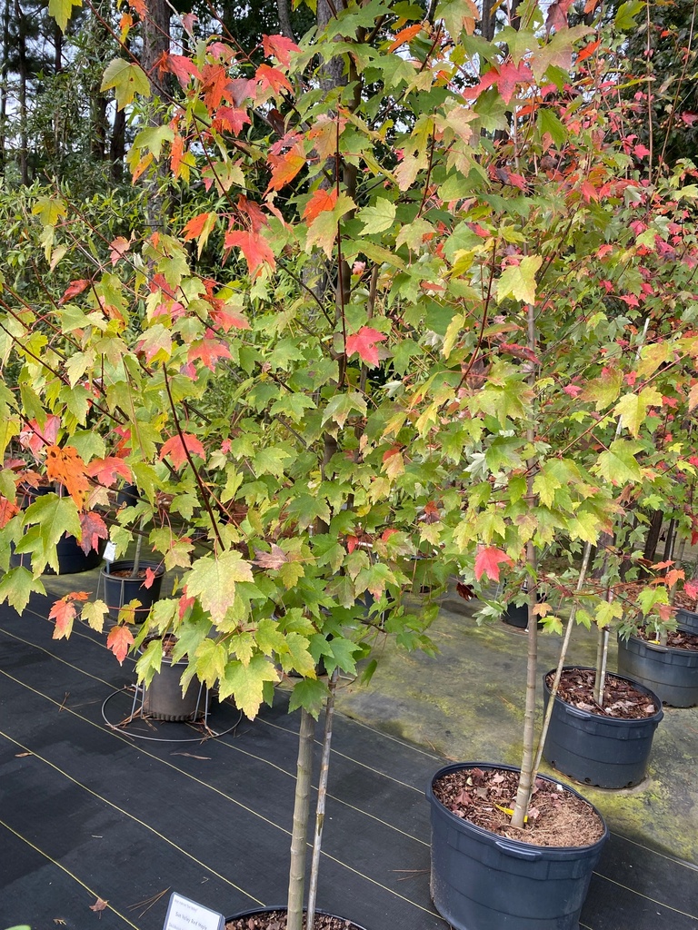 [sun-valley-red-maple-3g-container-sold-out] Sun Valley Red Maple - Acer rubrum 'Sun Valley' (3 gallon container)