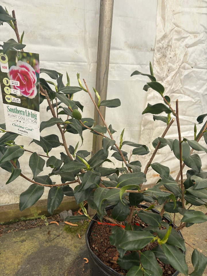 Autumn Spirit Camellia - Deep Pink Fall Blooming Shrub, 3 Gallon