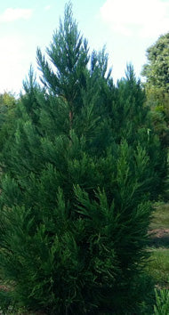 [radicans-cryptomeria-1g-container-sold-out] Radicans Cryptomeria (Cryptomeria japonica 'Radicans') (1 gallon container)