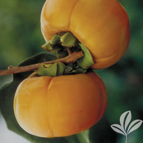 [fuyu-oriental-persimmon-7g-container] Fuyu Persimmon Tree (Diospyros kaki 'Fuyu')