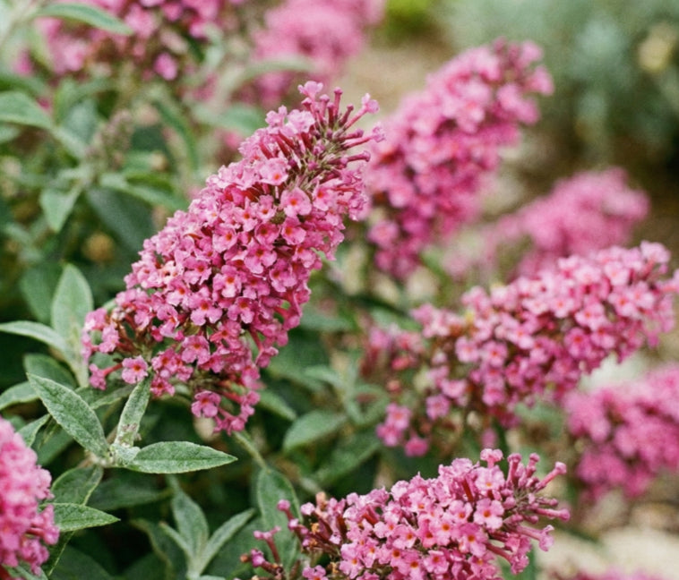 [lo-behold-pink-micro-chip-3g-container] Lo & Behold Pink Micro Chip Dwarf Butterfly Bush - 3 Gallon