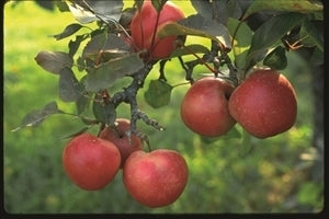 Yates Semi-Dwarf Apple Tree