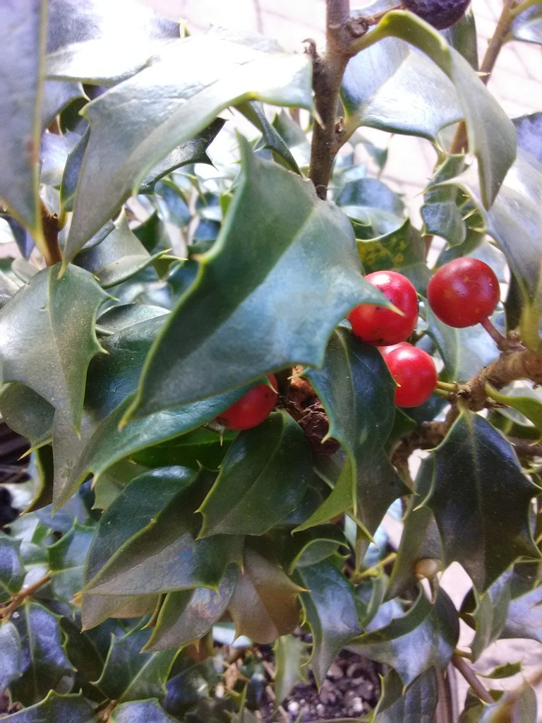 [dragon-lady-holly-3g-container] Dragon Lady Holly (Ilex × aquipernyi 'Meschick') (3 gallon container)