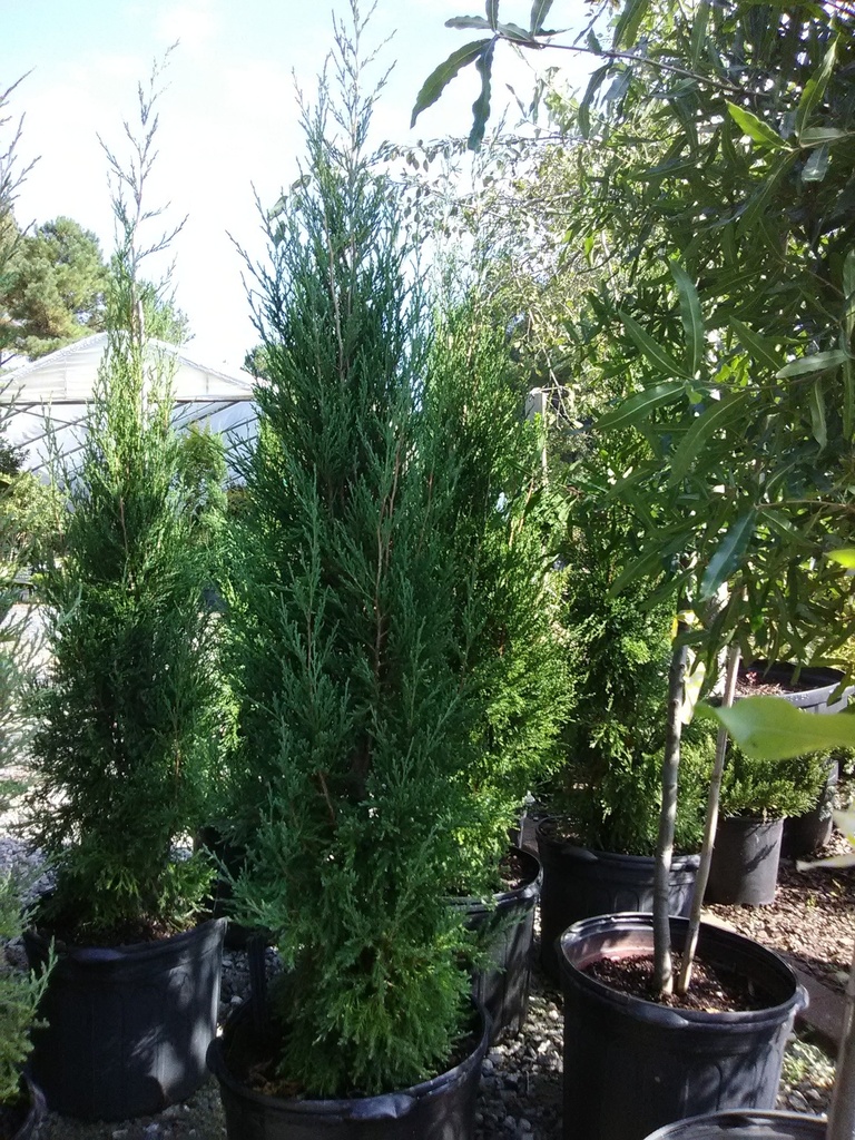 [taylors-juniper-maturity-30-7g-container-sold-out] Taylor Juniper (Juniperus virginiana 'Taylor')