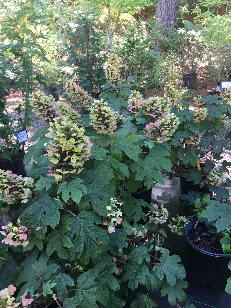 Ruby Slippers Oakleaf Hydrangea