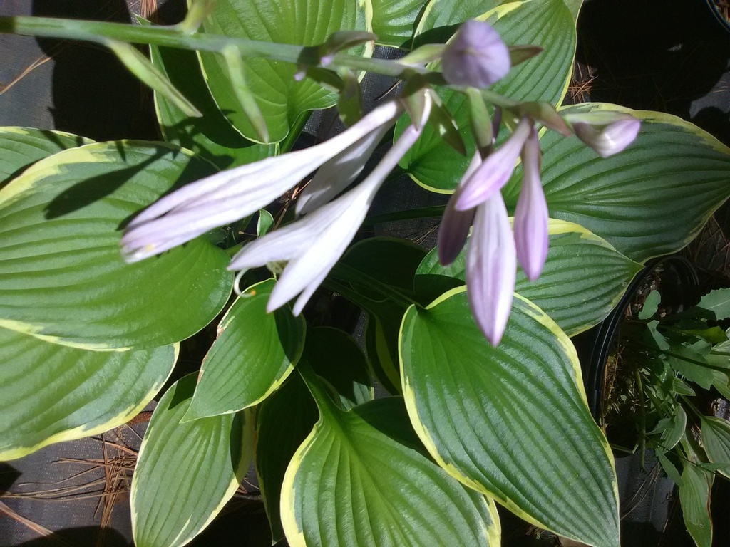 [copy-of-auro-marginata-variegated-hosta-2g-container-sold-out] Albo Marginata Variegated Hosta