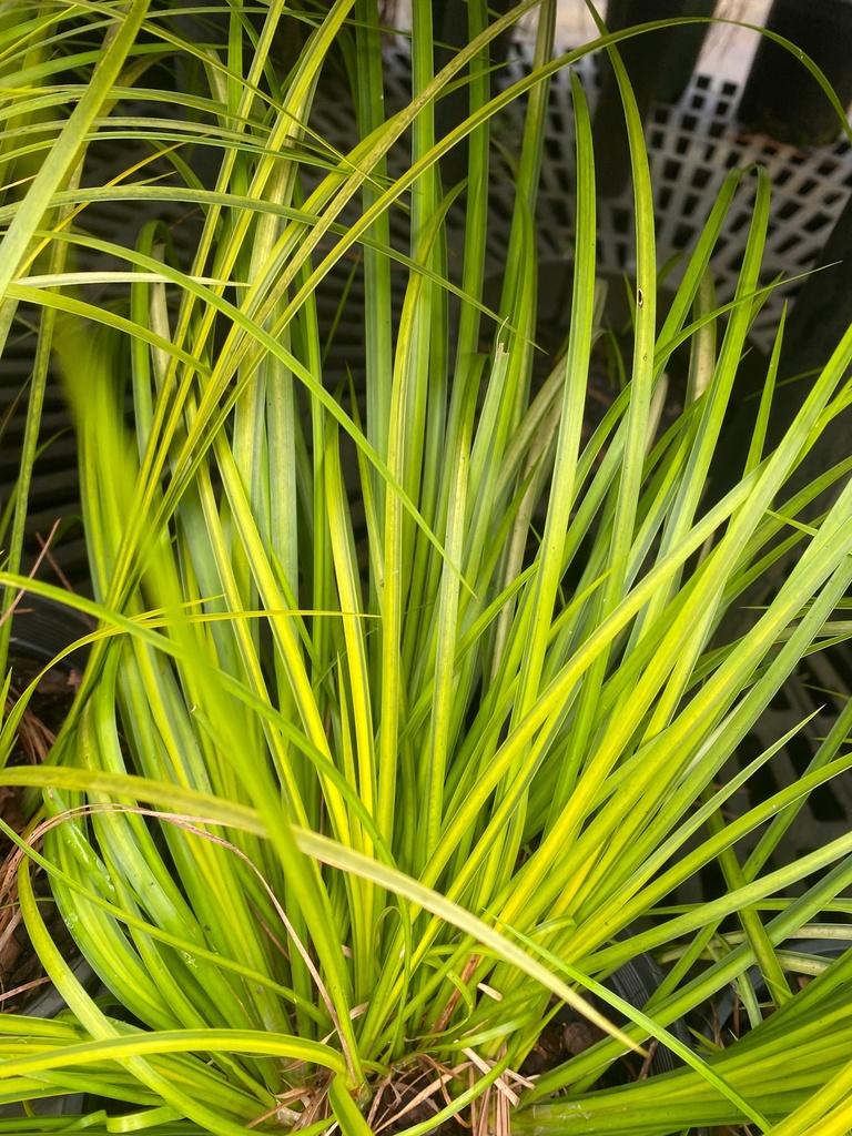 [variegated-sweet-flag-1g-container] Variegated Sweet Flag (Acorus gramineus 'Oborozuki') (1 gallon container)