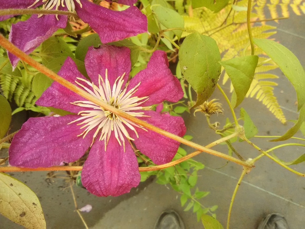 [barbara-harrington-clematis-3g-container] Barbara Harrington Clematis - Magenta Flowering Vine