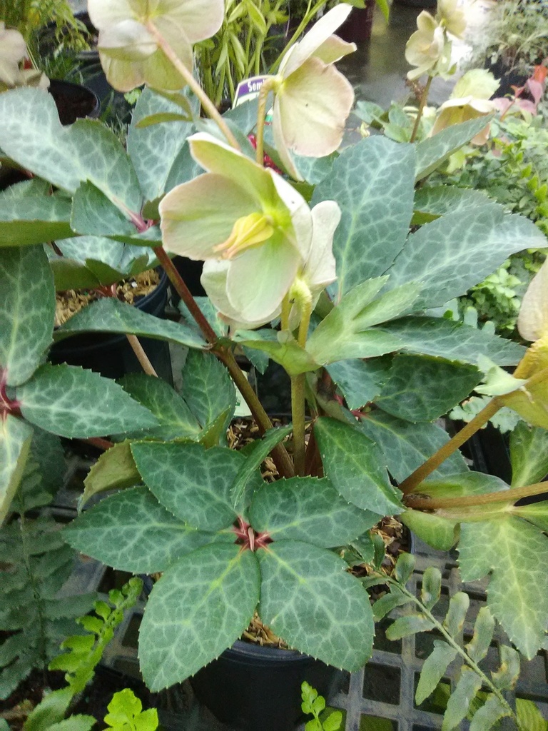 [spring-party-lenten-rose-1g-container] Spring Party Lenten Rose (Helleborus HGC 'Spring Party')