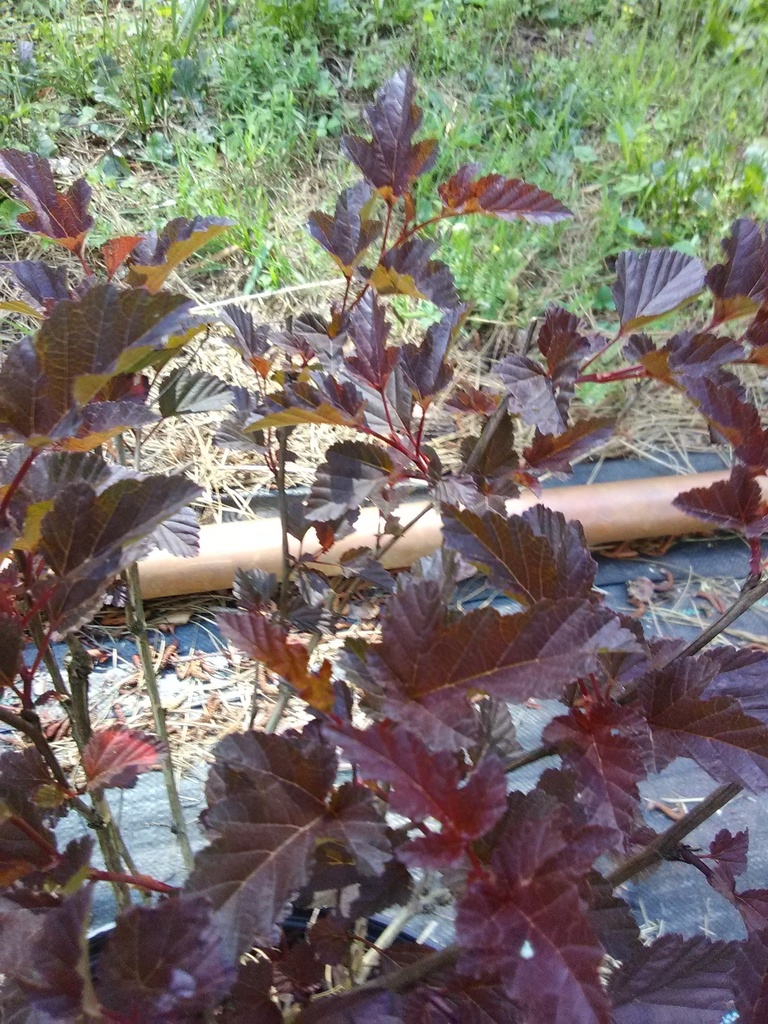 Petite Plum Ninebark (Physocarpus opulifolius 'POIPD2')