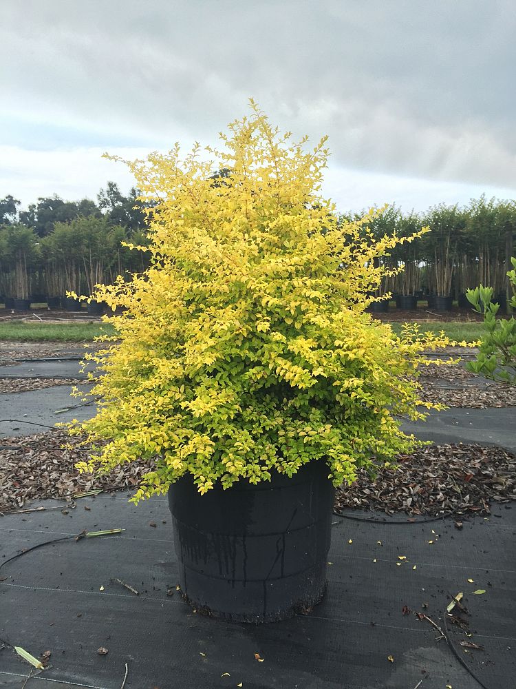 [sunshine-ligustrum-3g-container] Sunshine Ligustrum - Golden Evergreen Shrub (3 gallon container)