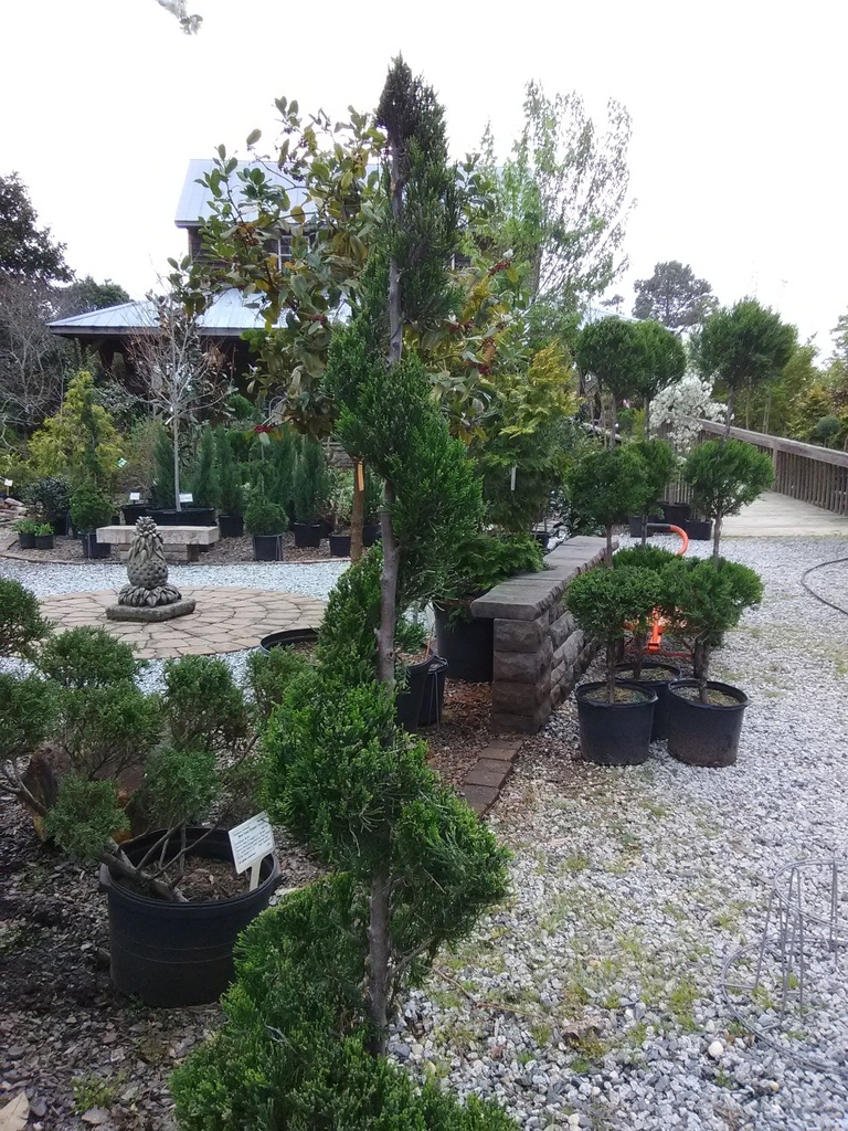 Hetz Juniper Spiral Topiary | Juniperus chinensis 'Hetzii'