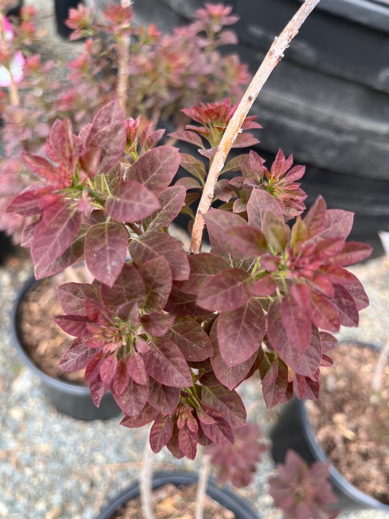 [velveteeny-dwarf-purple-smokebush-3g-container] Velveteeny Dwarf Purple Smokebush - 3 Gallon Container