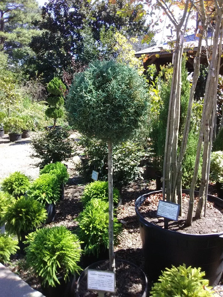 [carolina-sapphire-cypress-patio-tree-10g-patio-tree-2-ball] Carolina Sapphire Cypress Topiary – Spiral, Pom Pom & Patio (10G Patio Tree - 2 Ball)