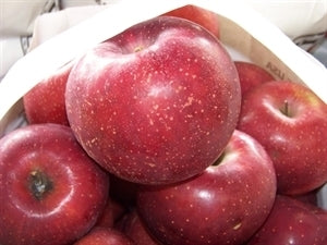 Red Rome Apple Tree (Standard)