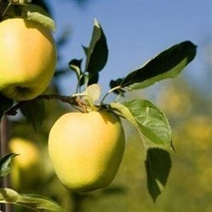 [ein-shemer-apple-7g-container] Ein Shemer Apple Tree – Low Chill Southern Apple (7 gallon container)