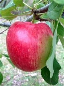 Anna Apple Tree (Standard) – Low-Chill Fruit Tree