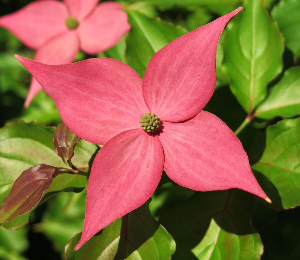 [scarlet-fire-pink-kousa-dogwood-7g-container-sold-out] Scarlet Fire Pink Kousa Dogwood (7 gallon container)