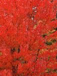 Acer rubrum 'Brandywine' - Brandywine Red Maple
