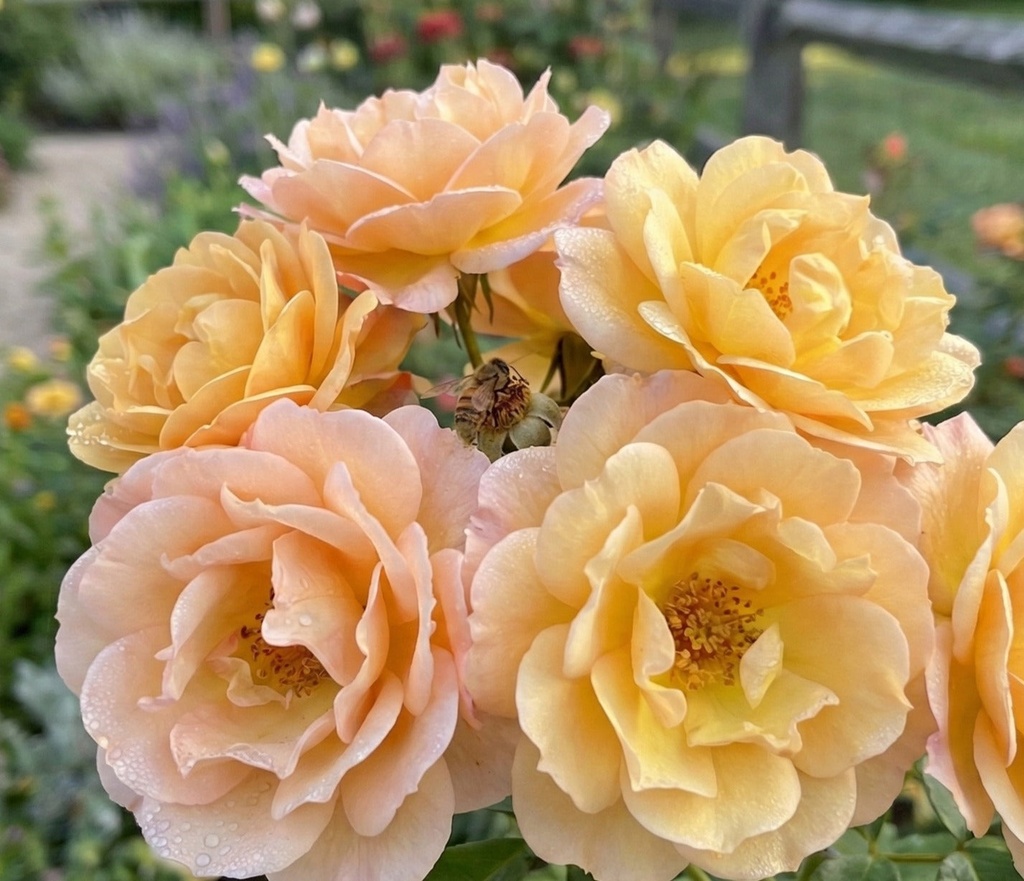 [peach-drift-rose-3g-container] Peach Drift Rose | Low-Growing Groundcover Rose