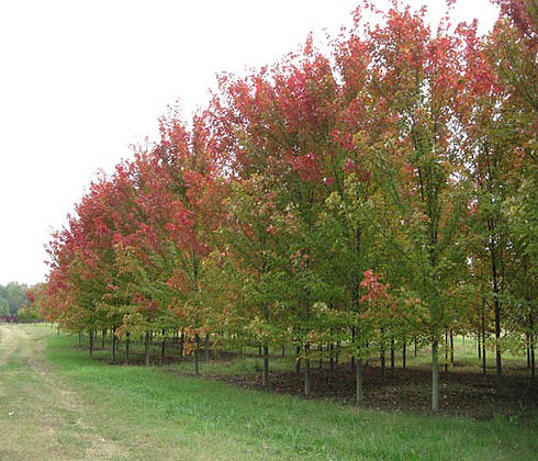 [autumn-blaze-maple-3g-container-sold-out] Autumn Blaze Maple - Fast-Growing Shade Tree (3 gallon container)