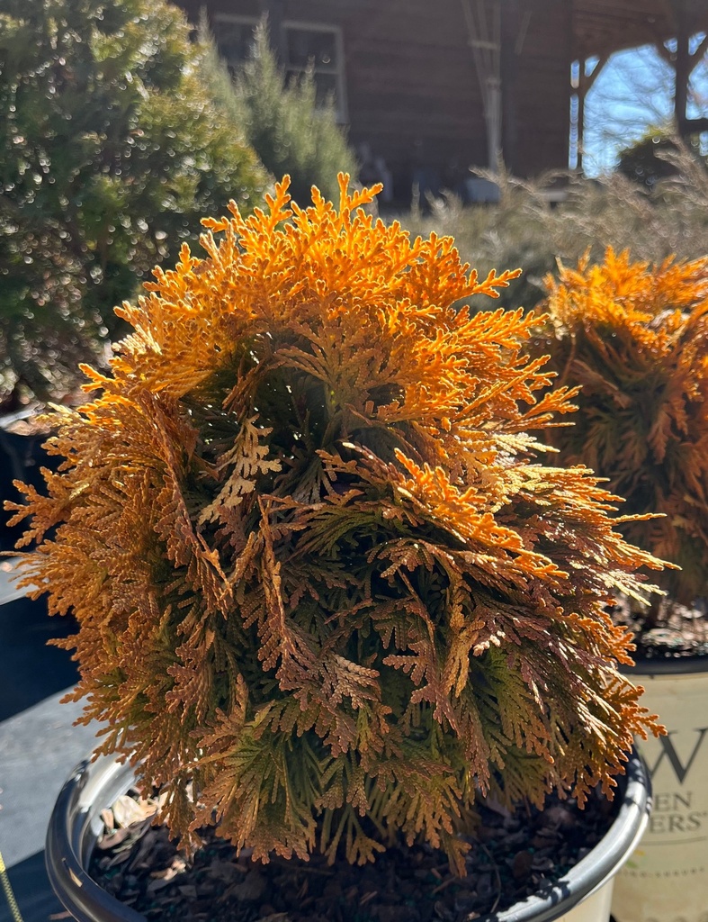[annas-magic-ball-arborvitae-1-3g-container-sold-out] Anna's Magic Ball Arborvitae - Dwarf Gold Globe Evergreen